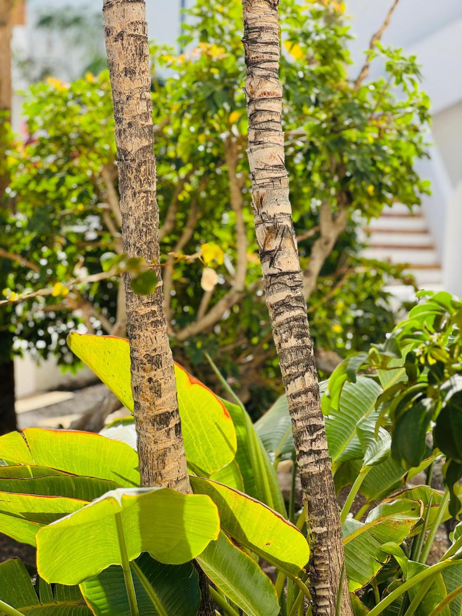 Garden City Private Apartment Costa Adeje Playa Feñabe Kültér fotó